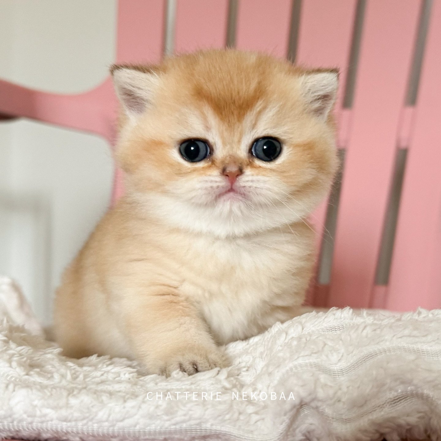 Wako de Nekobaa, British shorthair black golden shell