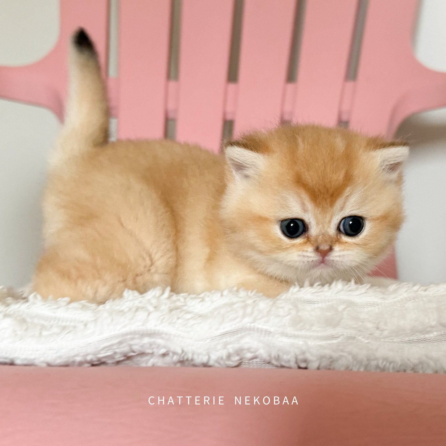 Chaton British shorthair black golden (copper)