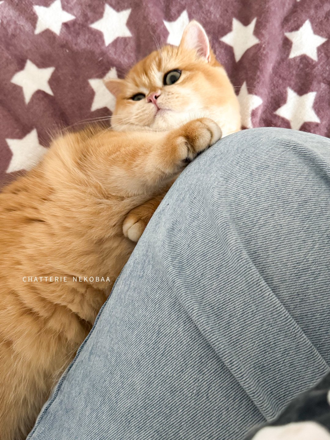 Will, British shorthair copper