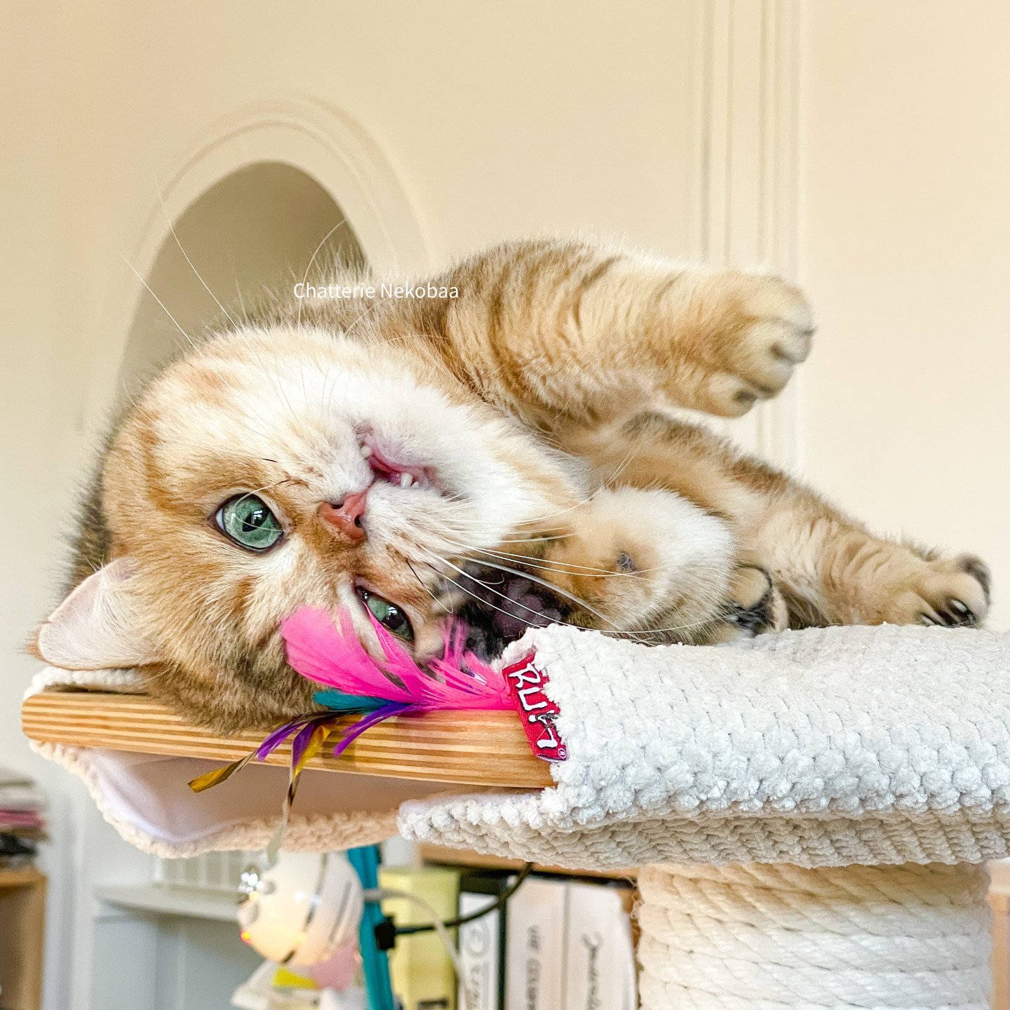 british shorthair black golden blotched tabby