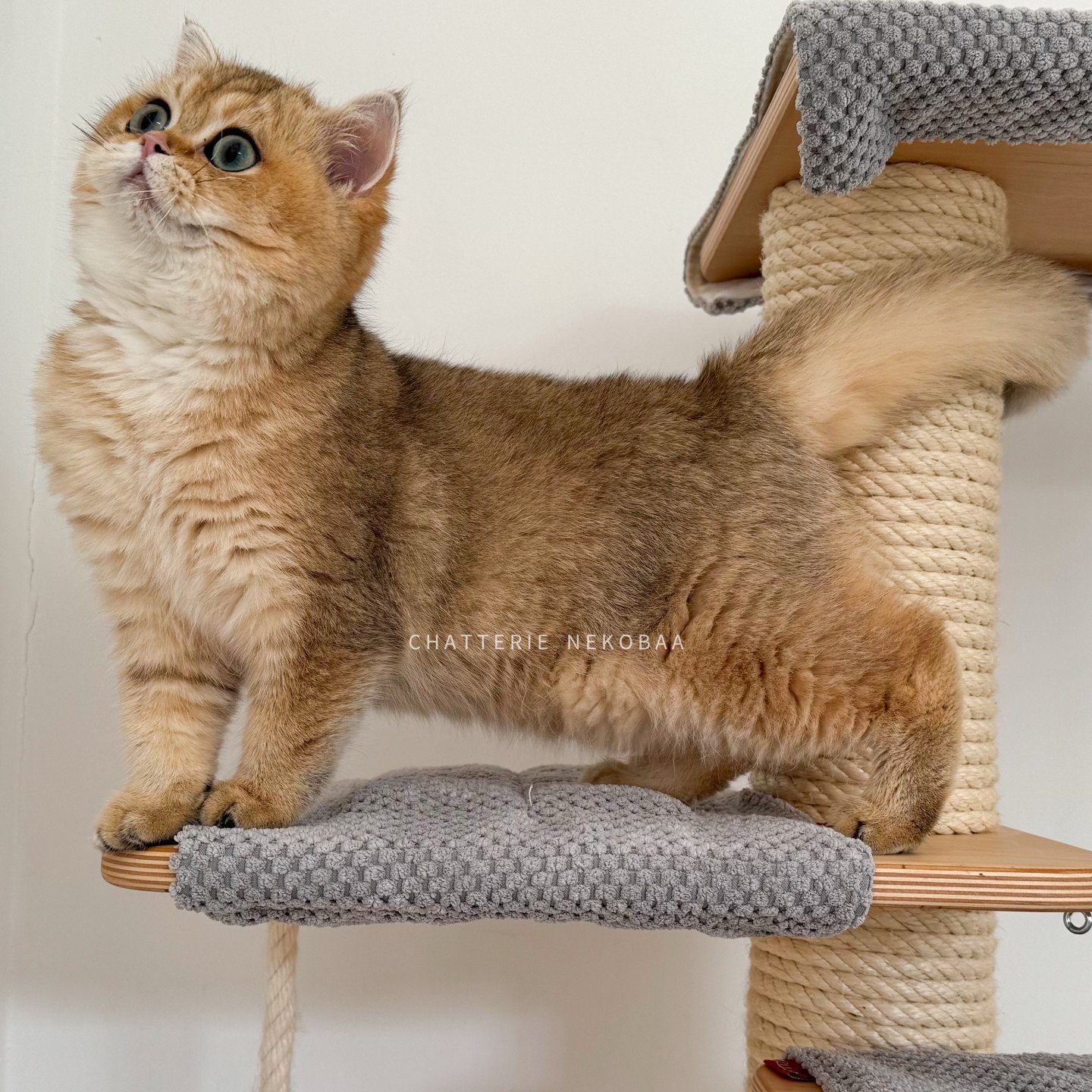 chaton british shorthair golden