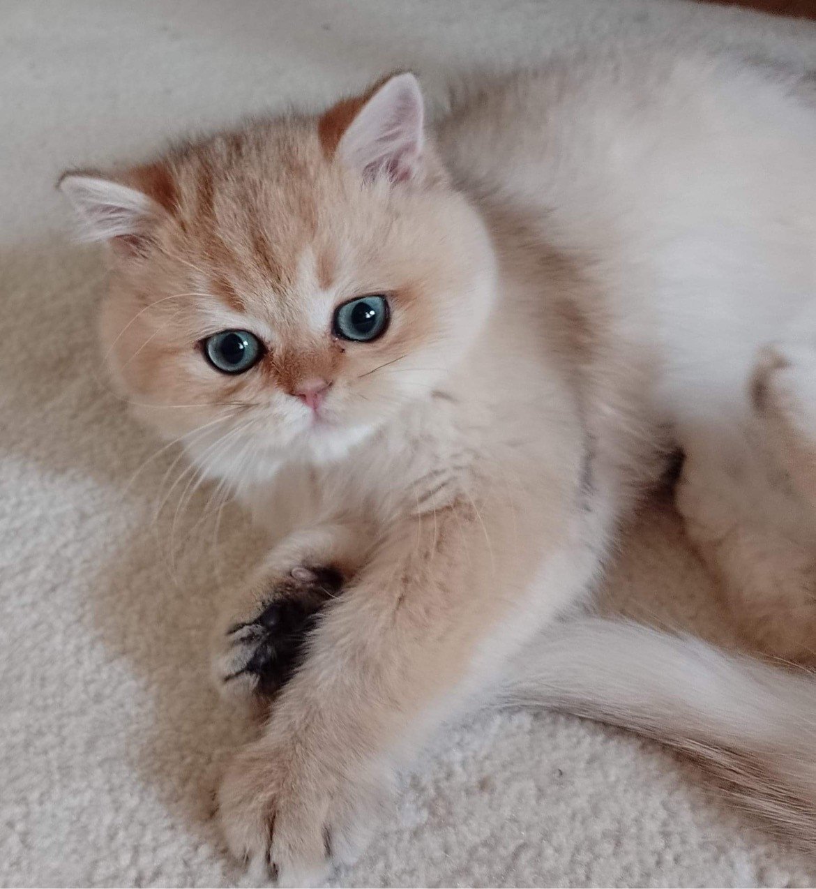 British shorthair black golden, Yuuki étalon gros gabarit. Chatterie ...