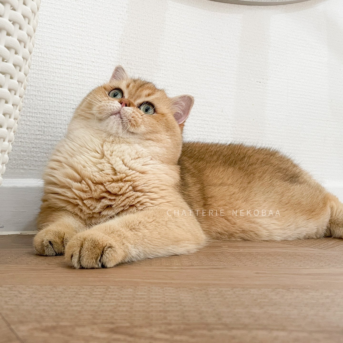 chat mâle British shorthair golden