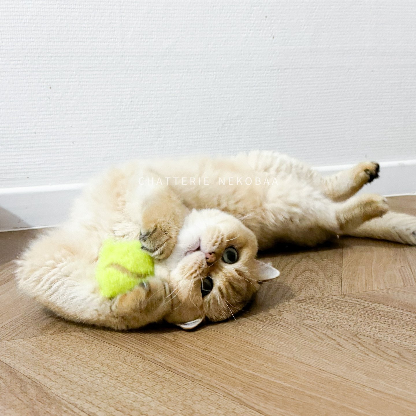 Yuuki british shorthair golden
