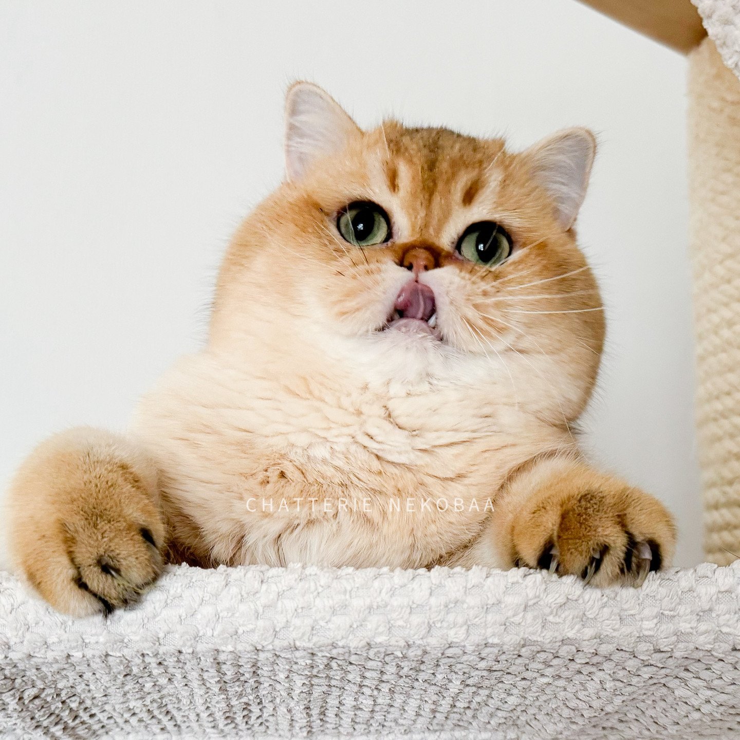 yuuki british shorthair golden