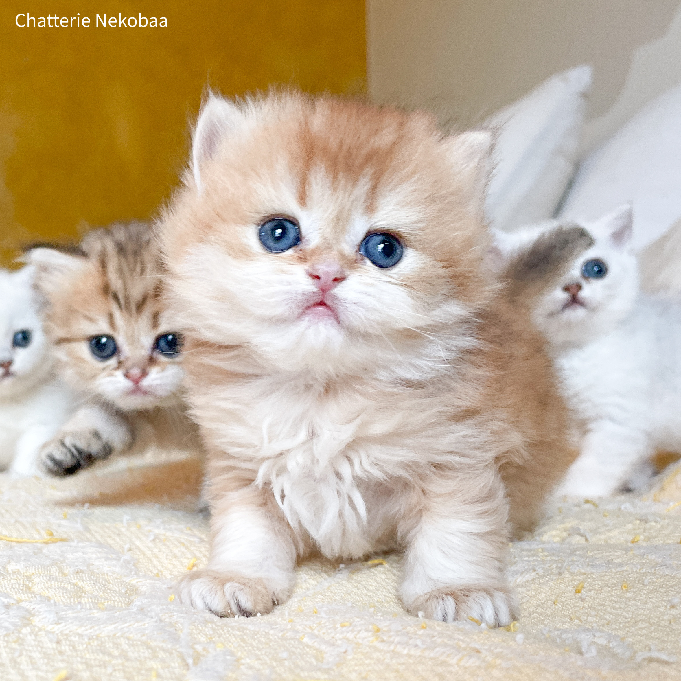 Chaton British Longhair Golden