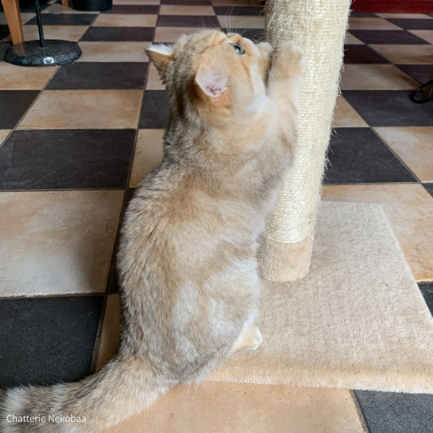 british black golden blotched tabby