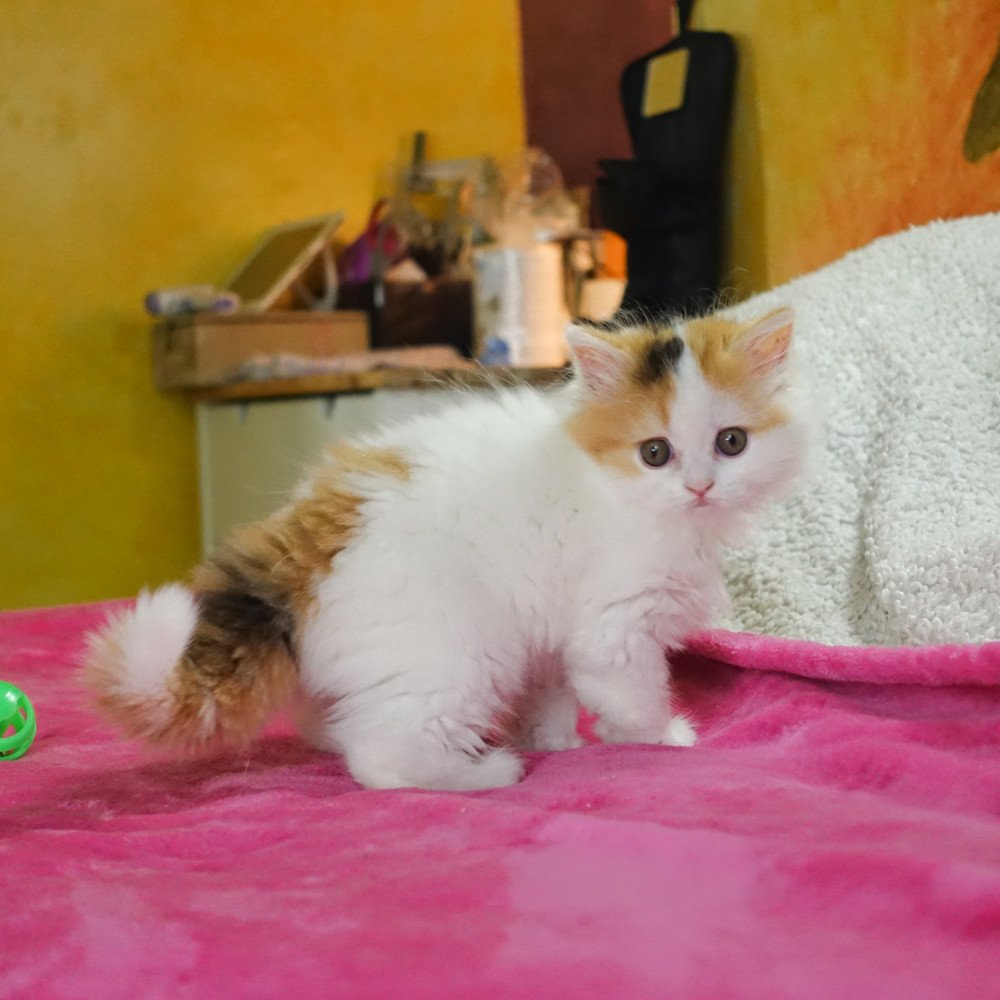 Chat blanc van