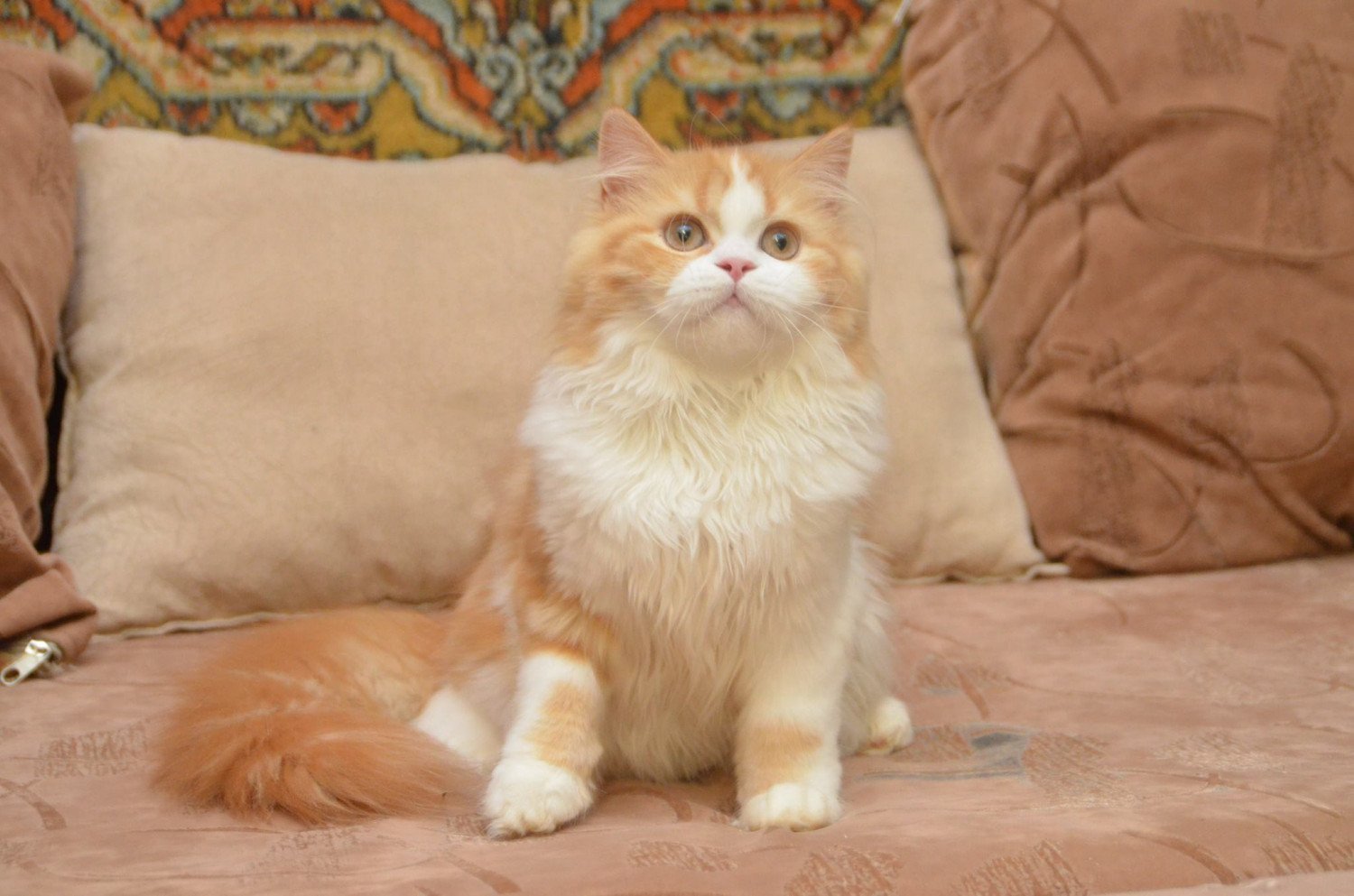 Magnifique Highland Straight Roux Et Blanc Chatterie Nekobaa