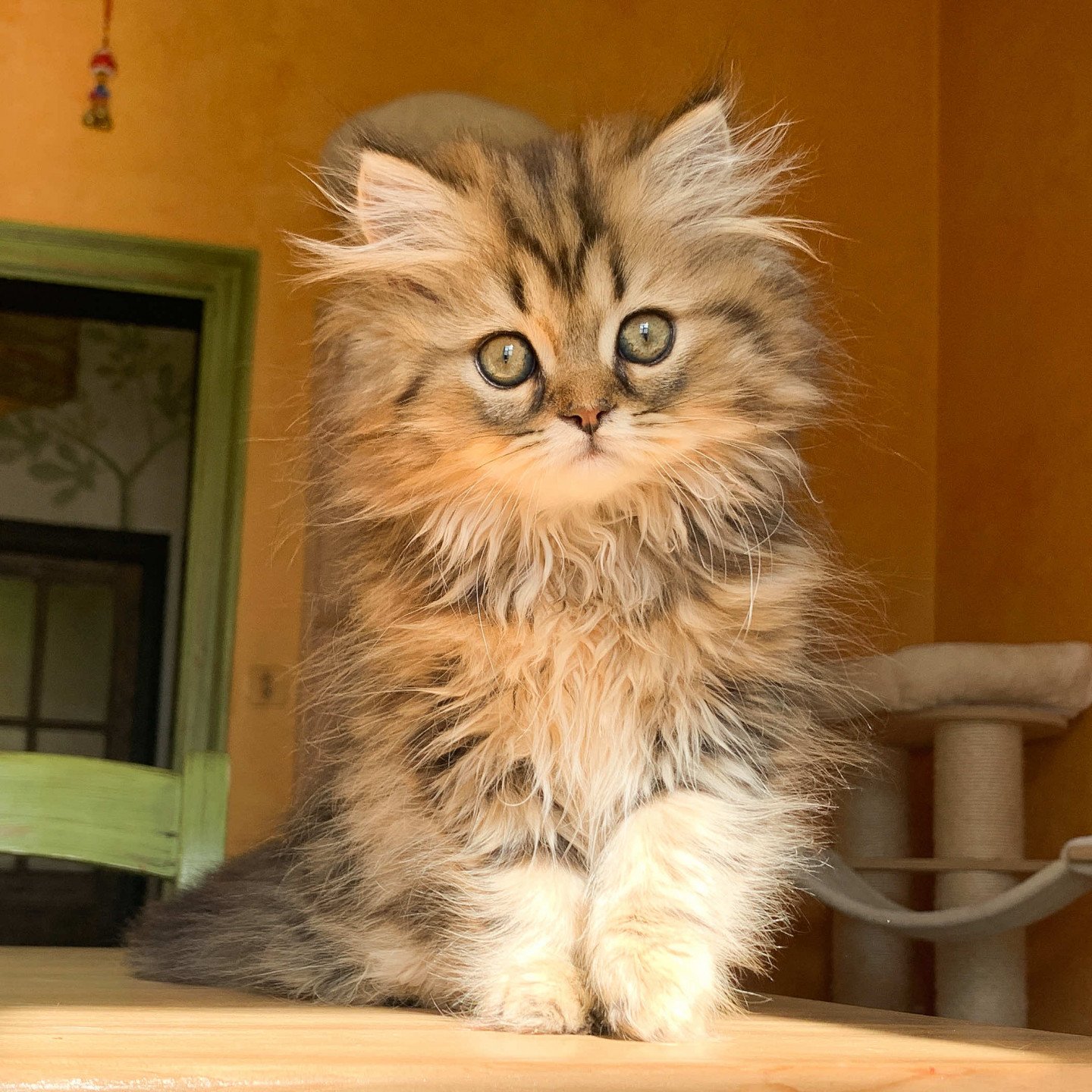 Omoi De Nekobaa Chaton Highland Straight Dordogne