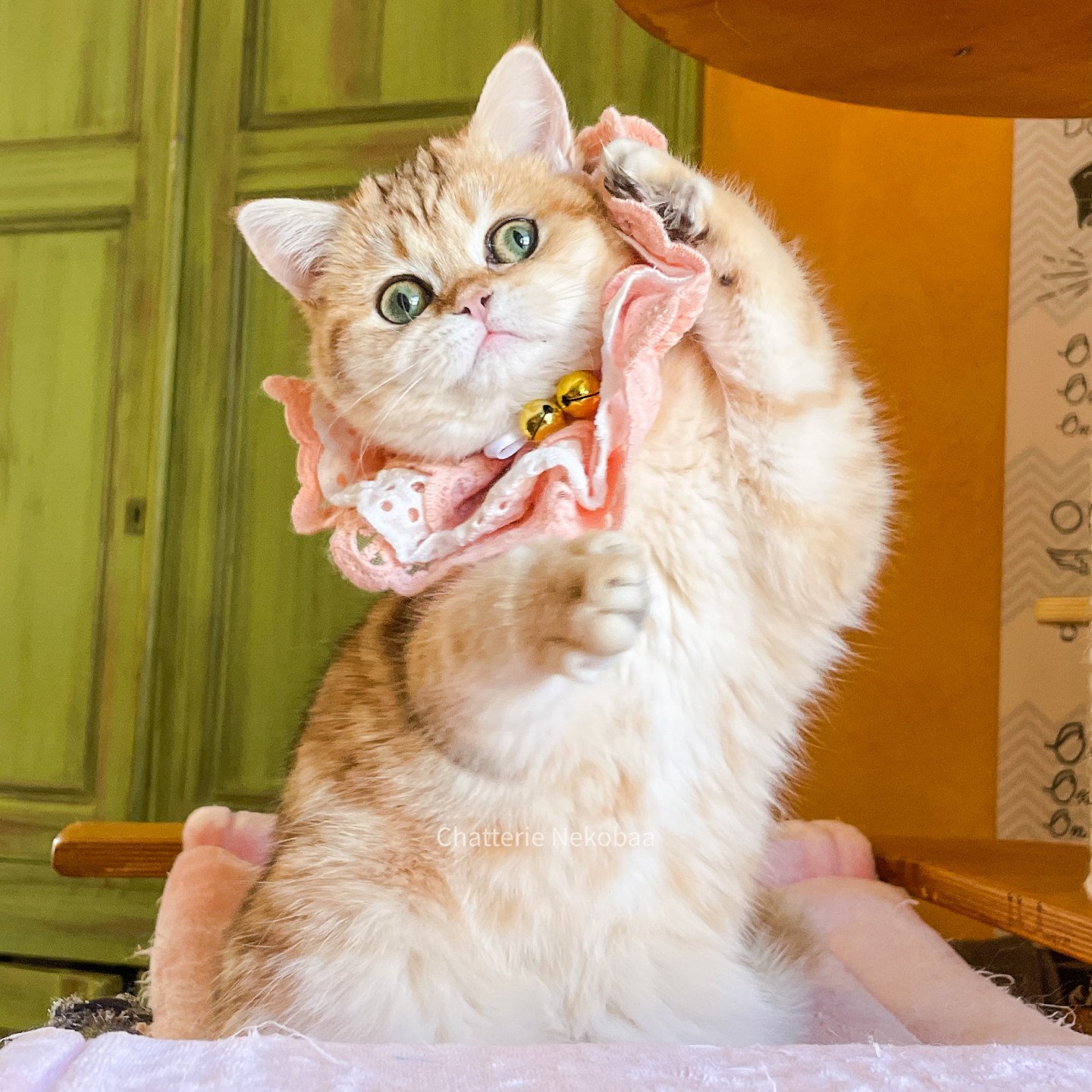 Casca chaton scottish straight golden Casca chaton scottish straight golden