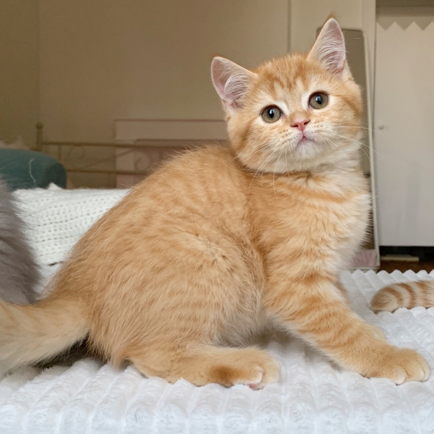 Kota De Nekobaa Chaton Scottish Straight Dordogne