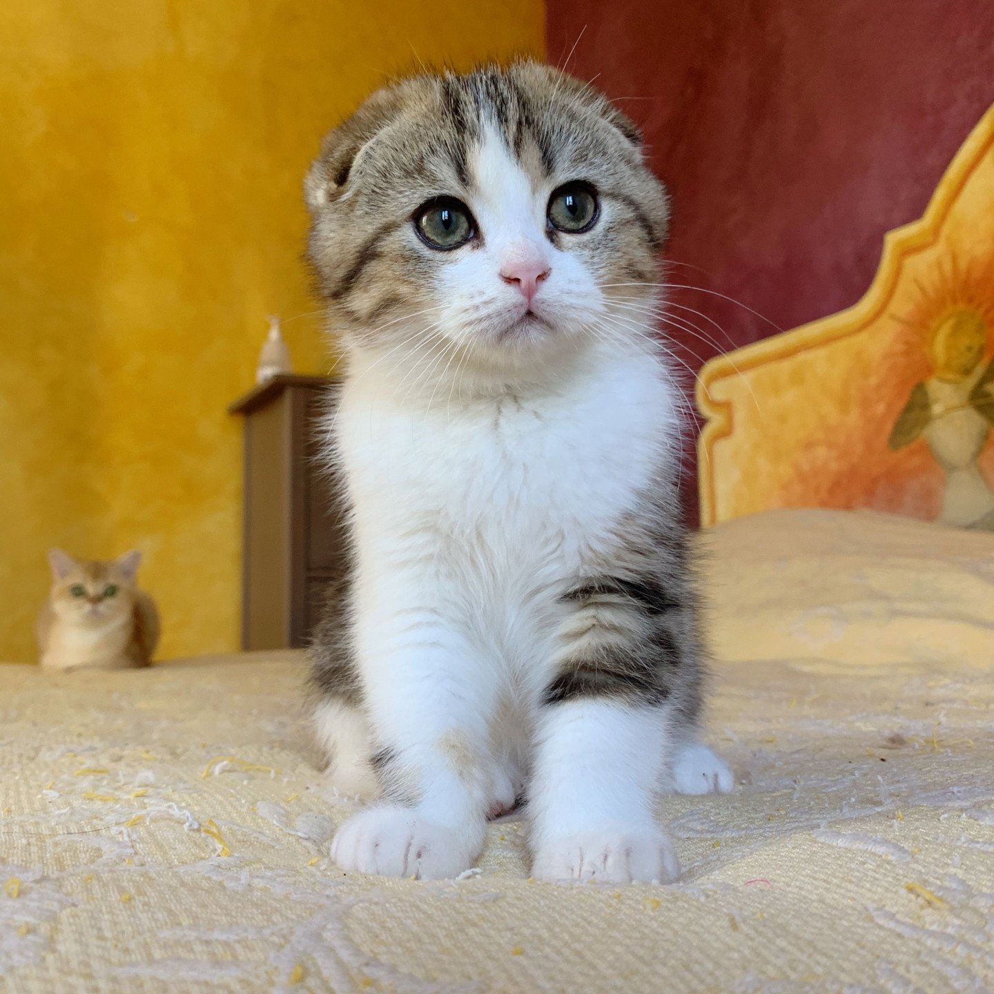 Livaï de Nekobaa Chaton Scottish Fold Dordogne Chatterie Nekobaa Livaï de Nekobaa Chaton Scottish Fold Dordogne Chatterie Nekobaa