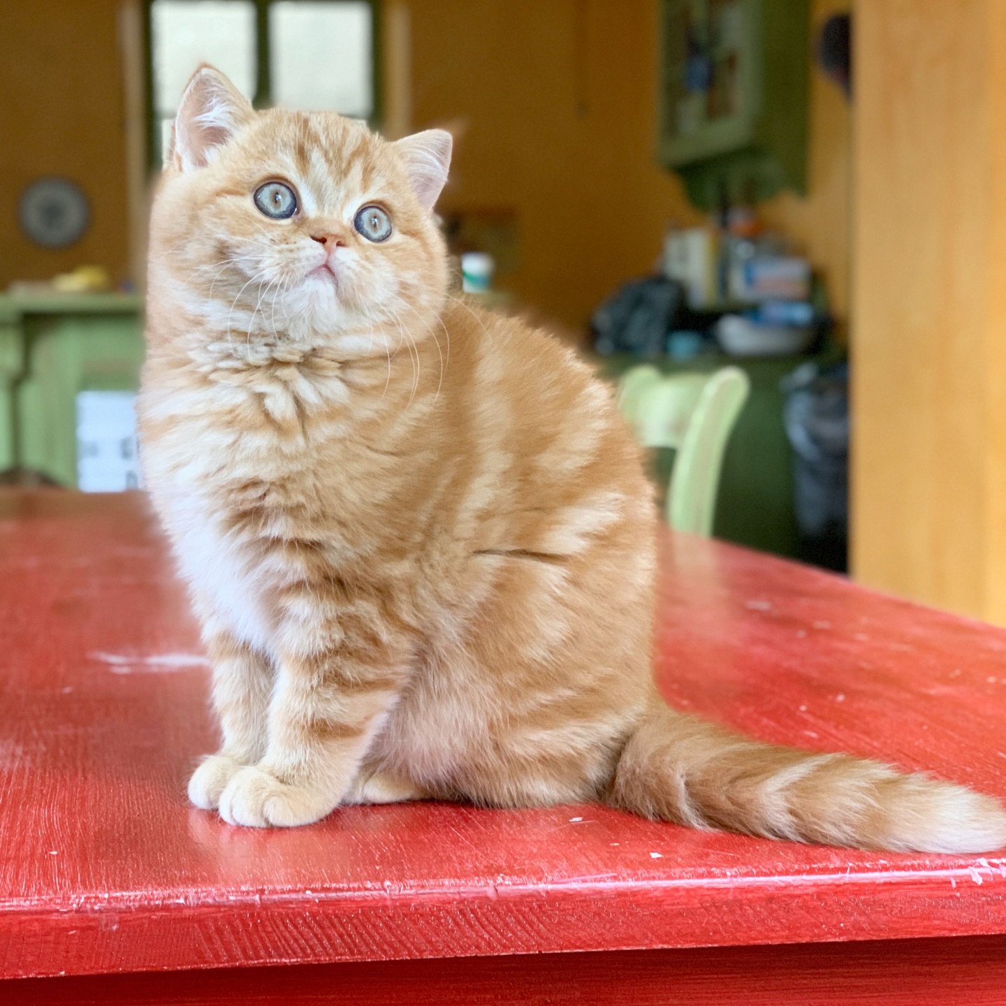 chaton red blotched tabby