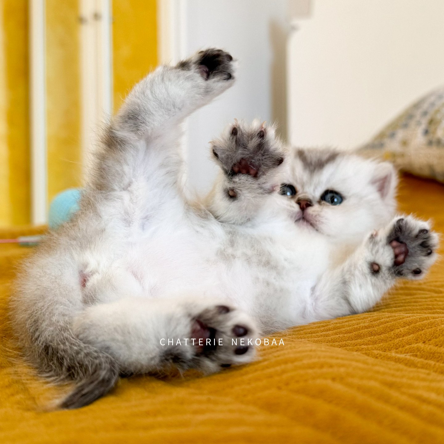chaton black silver shaded