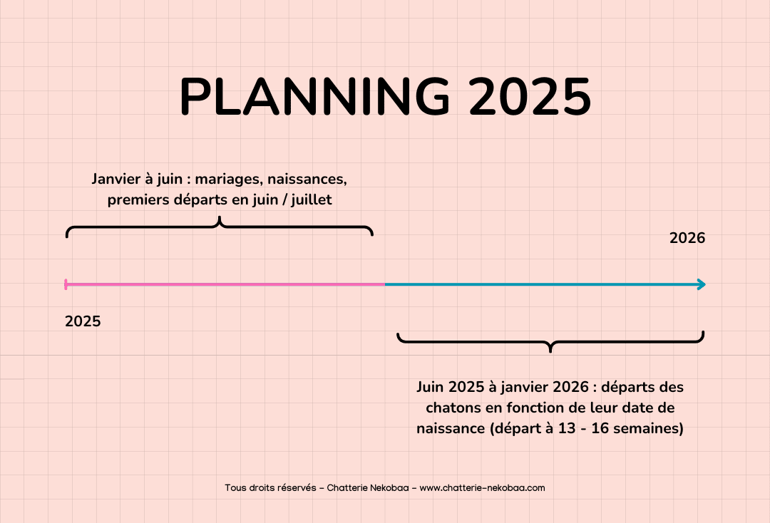 planning naissances et départ chatons British golden