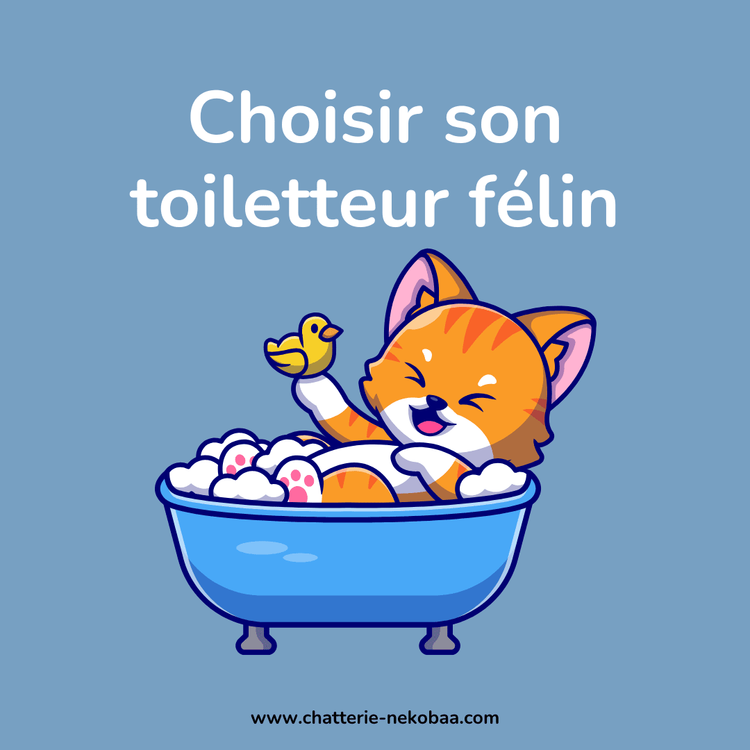 choisir toiletteur chat