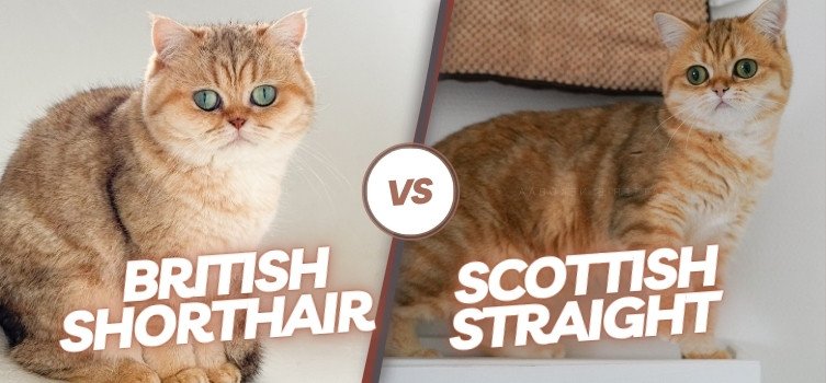 british shorthair vs scottish straight