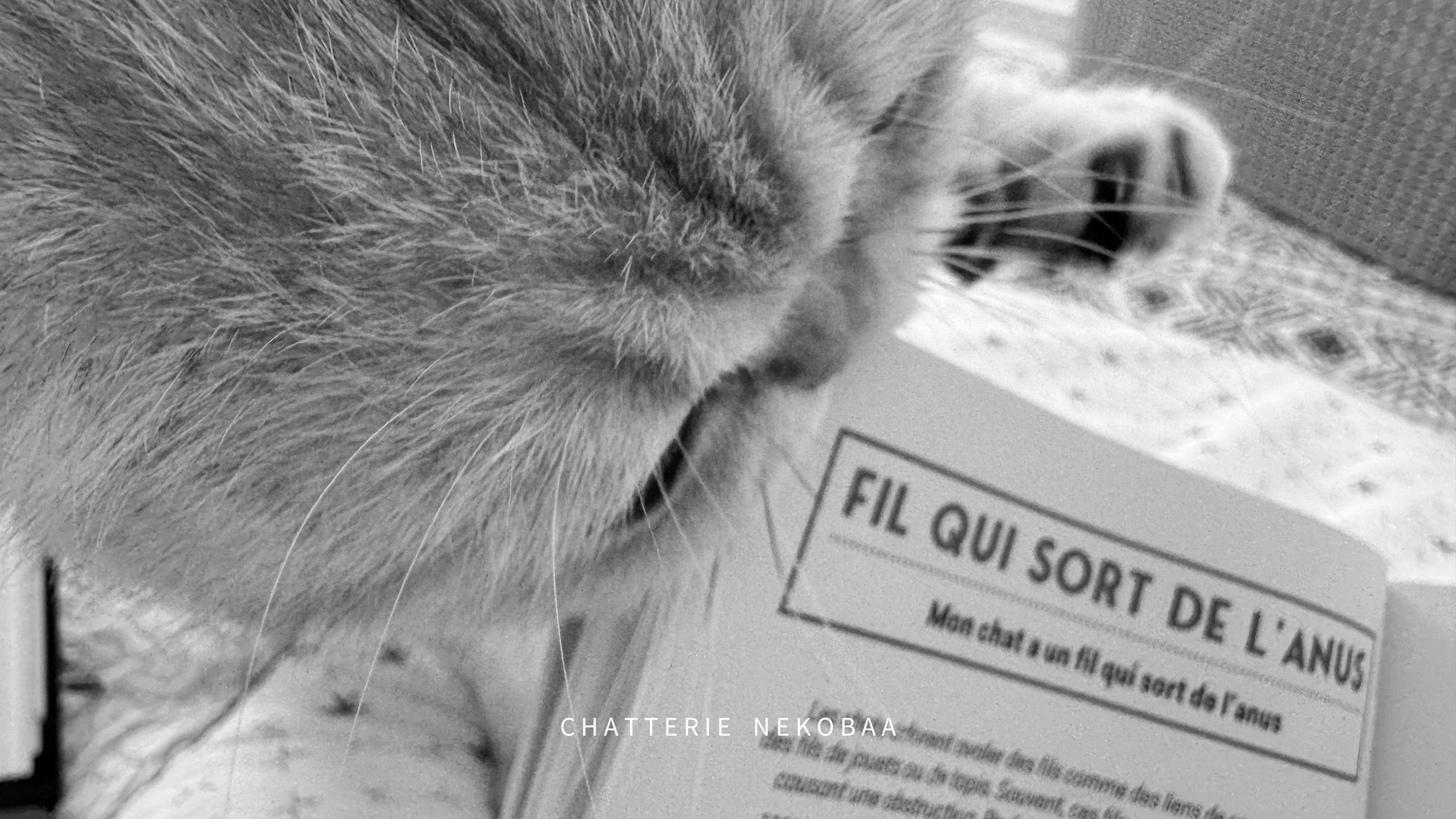 livre sos chat