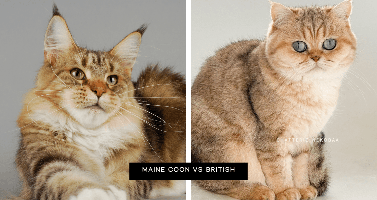 maine coon vs british