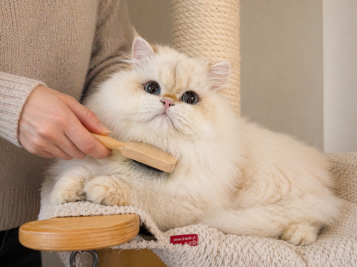 british longhair brossage