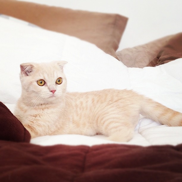 holly, scottish fold holly mon deuxieme chat