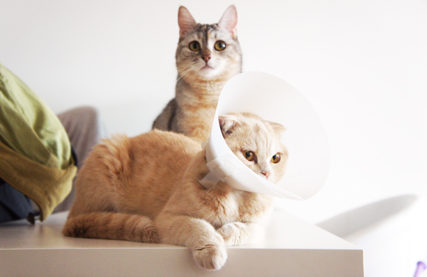 caturday090613
