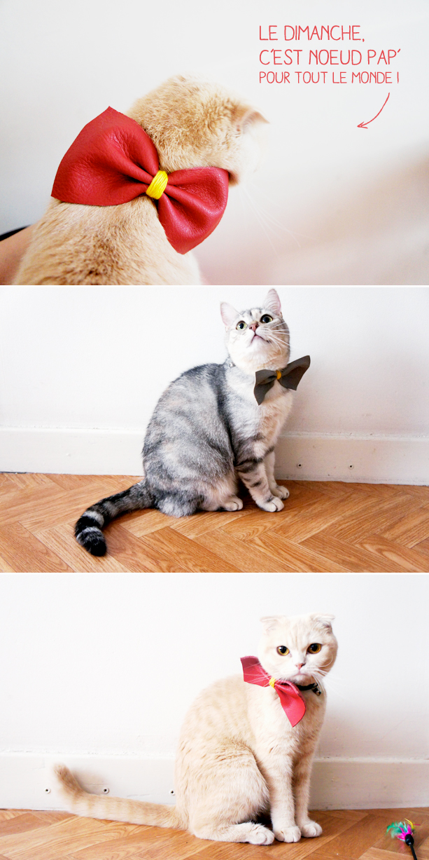 caturday_noeudpap