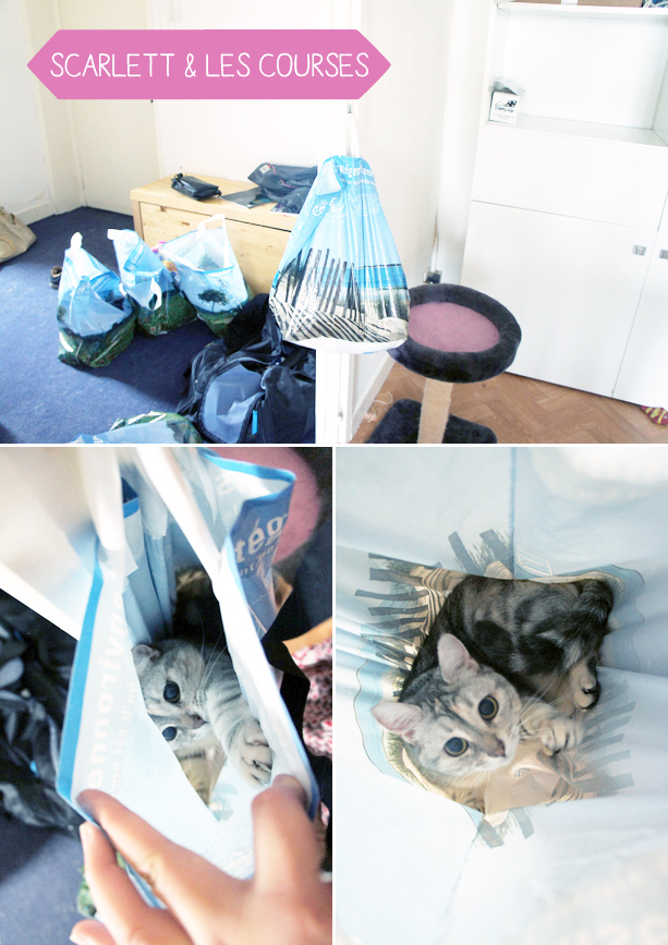 caturday3006