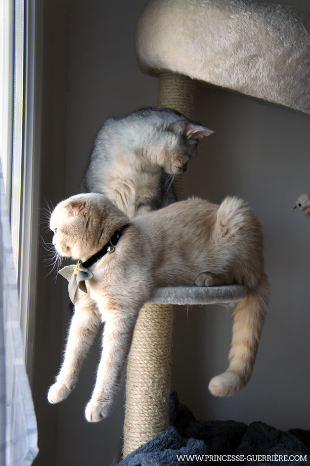 caturday_280713_02