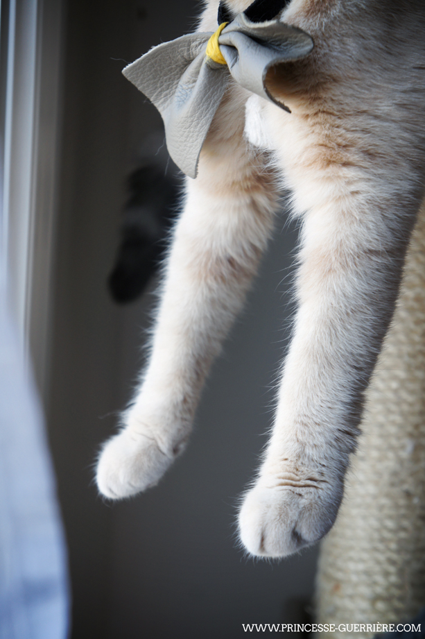 caturday_280713