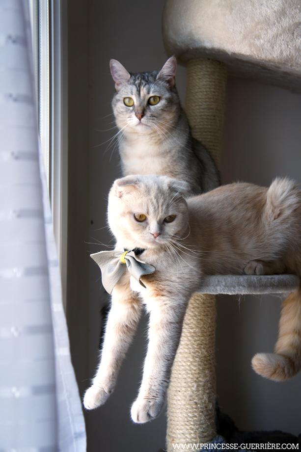caturday_280713_03