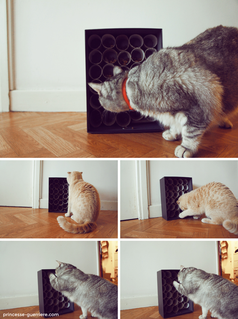 Diy Pour Chats La Gamelle Pour Chats Quot Stimulo Quot