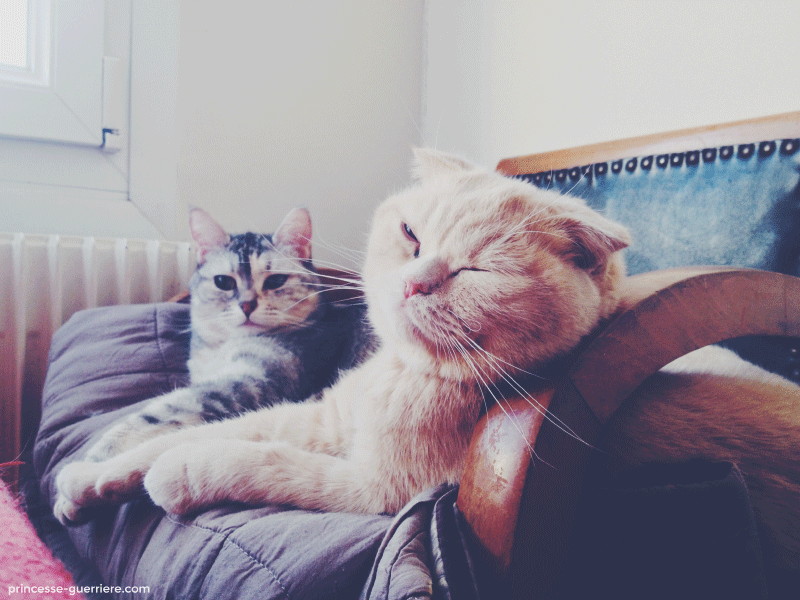 caturday-janvier14-princesseguerriere-preview