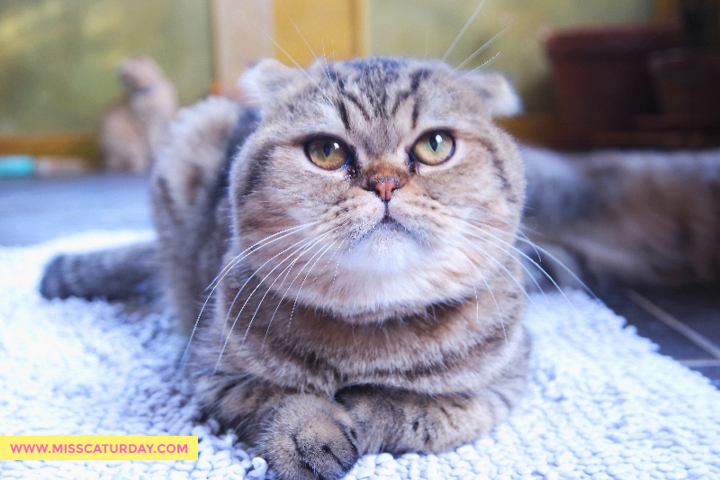 johnny-scottish-fold-pose