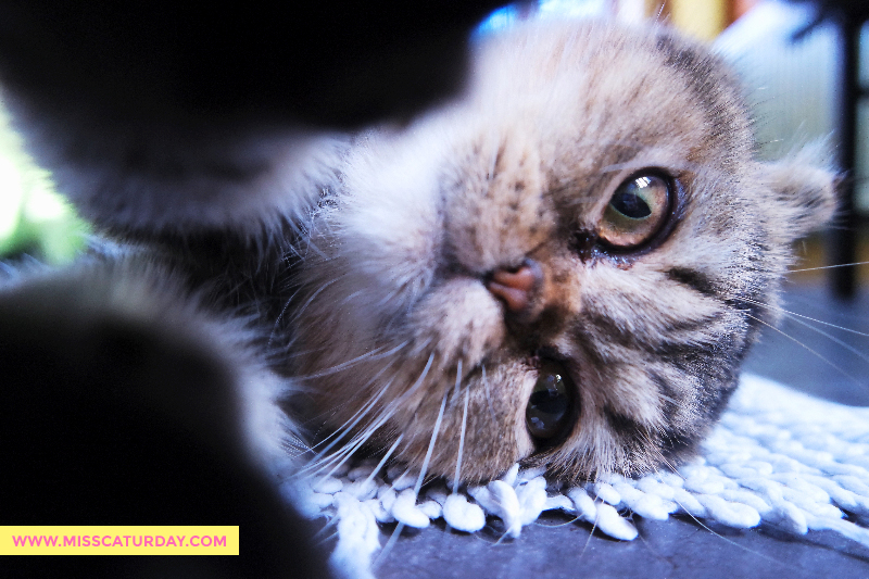 johnny-scottish-fold-selfie