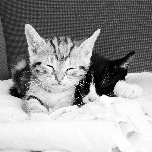sheldon et leonard chatons sheldon et leonard