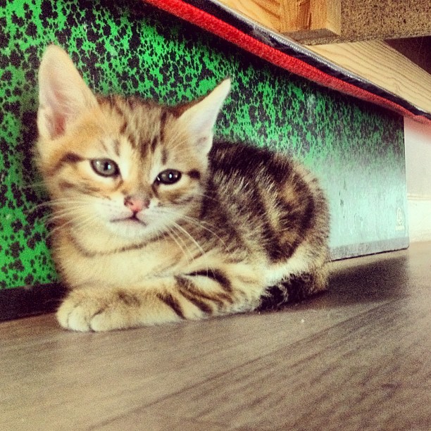 sheldon chat tigré sheldon chaton tigré