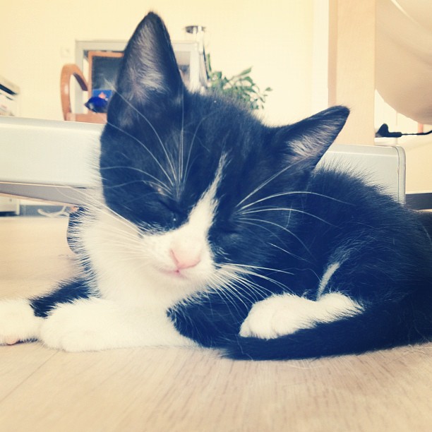 leonard chat noir et blanc leonard chaton noir et blanc