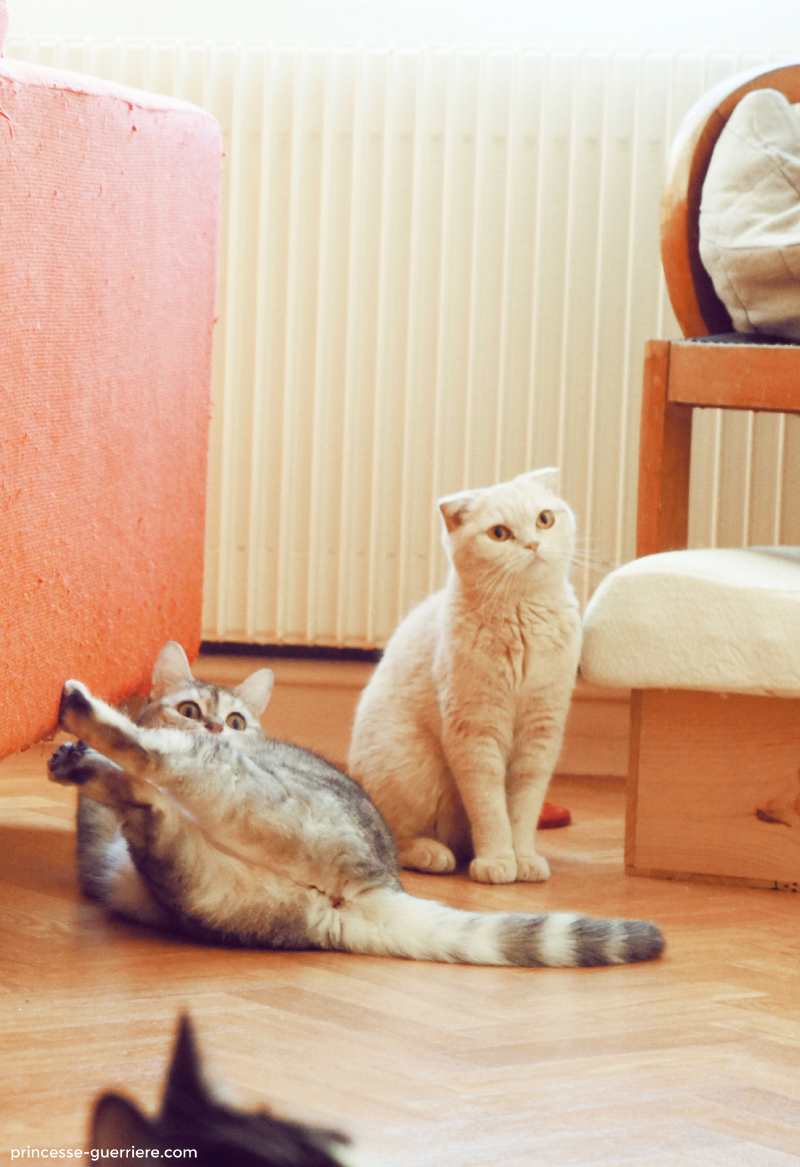 princesseguerriere-caturday-mars-1