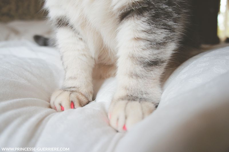 4-caturday-protegeGriffe-princesseGuerriere