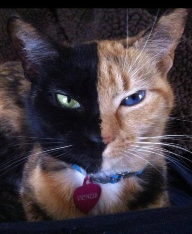 chimera-cat-6