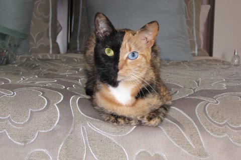 venus chimera cat chimerisme chez le chat: venus