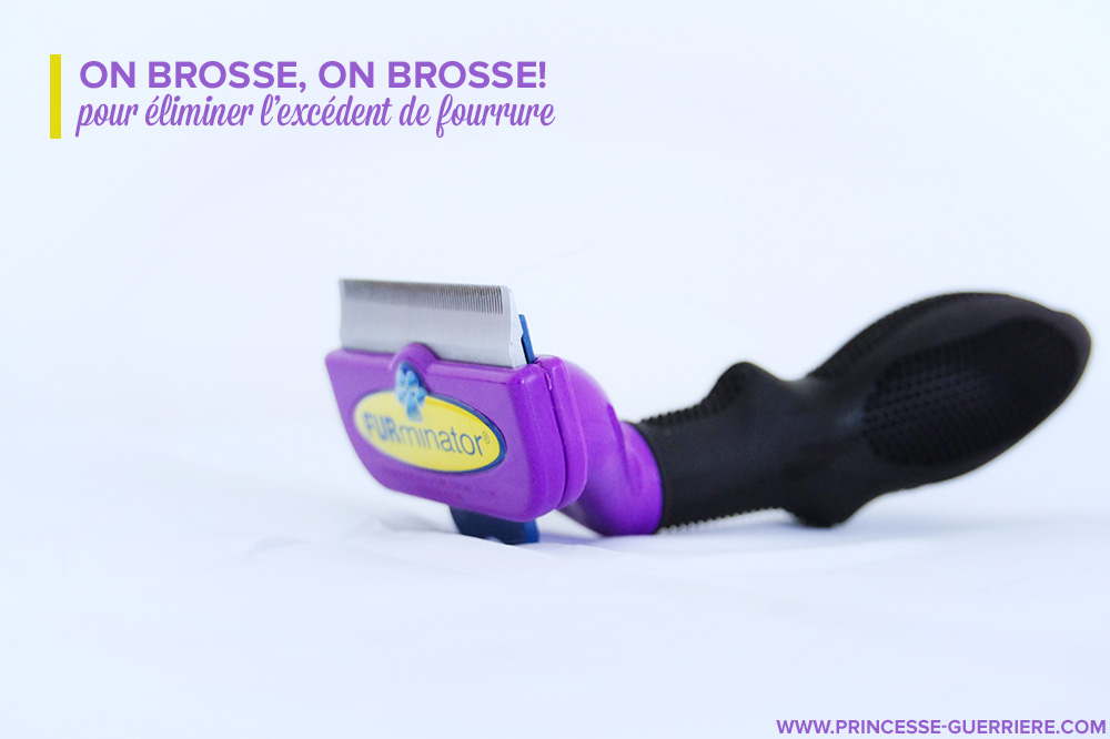 chat-canicule-brosse