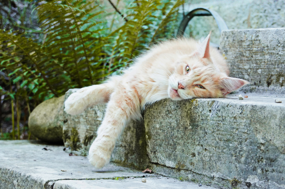 maine coon à adopter