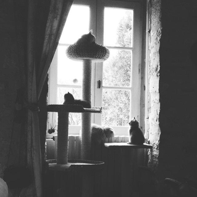 famille-complete-arbre-a-chat