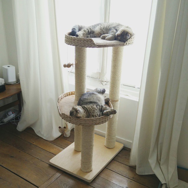 arbre-a-chat