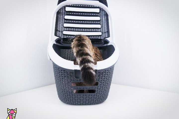 Le meilleur des cages de transport pour chat