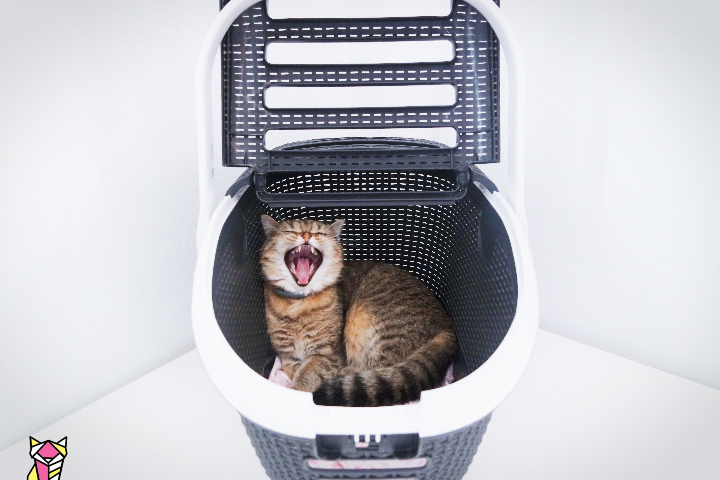 Panier de transport pour chat: bien le choisir, mes tests, mon