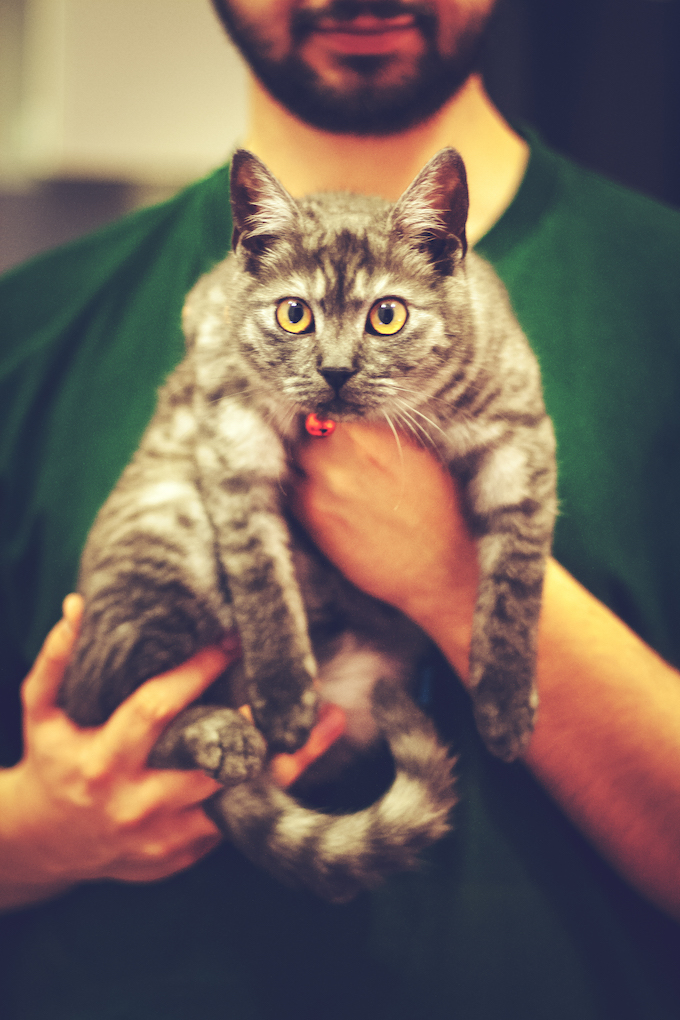 Passer Noel Et De Bonnes Fetes Avec Son Chat Chatterie Nekobaa